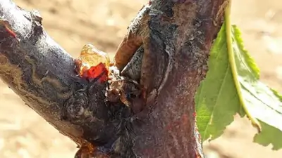 Kayısıda Görülen Bakteriyel Hastalıklar