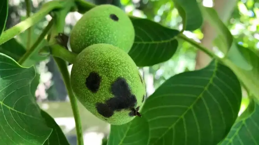 Ceviz Hastalıkları