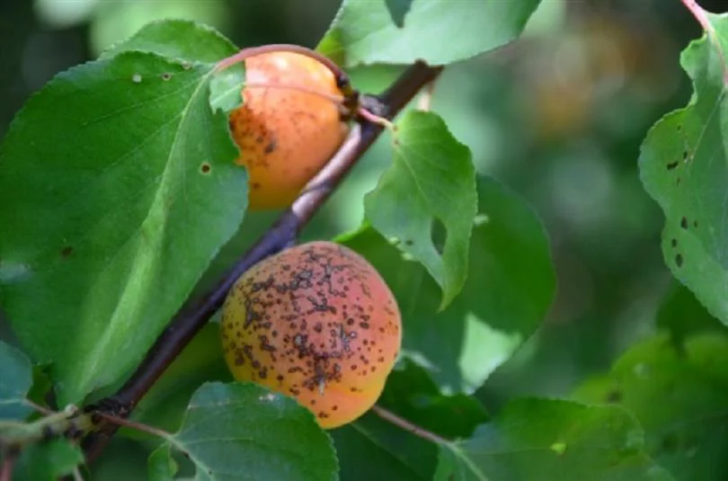 Fungal Diseases Seen in Apricots