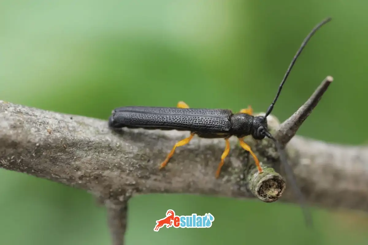 Fındık Teke Böceği (Oberea linearis)