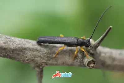 Fındık Teke Böceği (Oberea linearis)