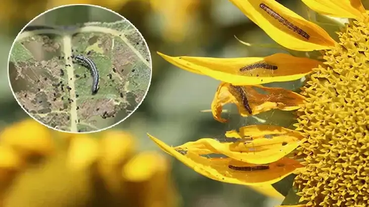 色雷斯向日葵田遭受“草地螟”侵袭