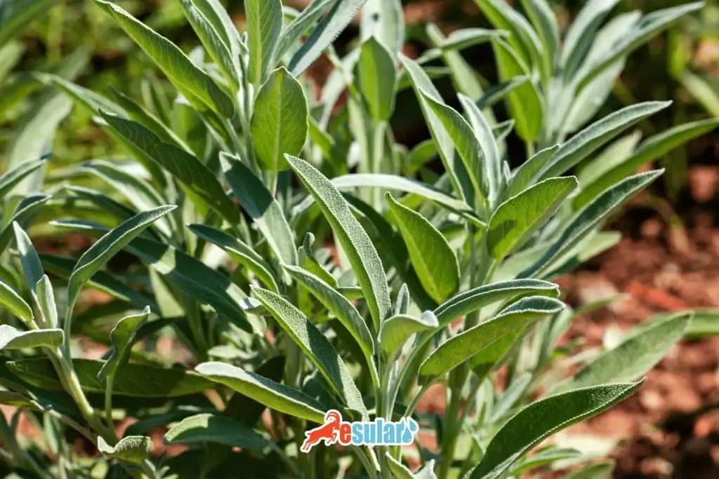 adacayi-nasil-hasat-edilir