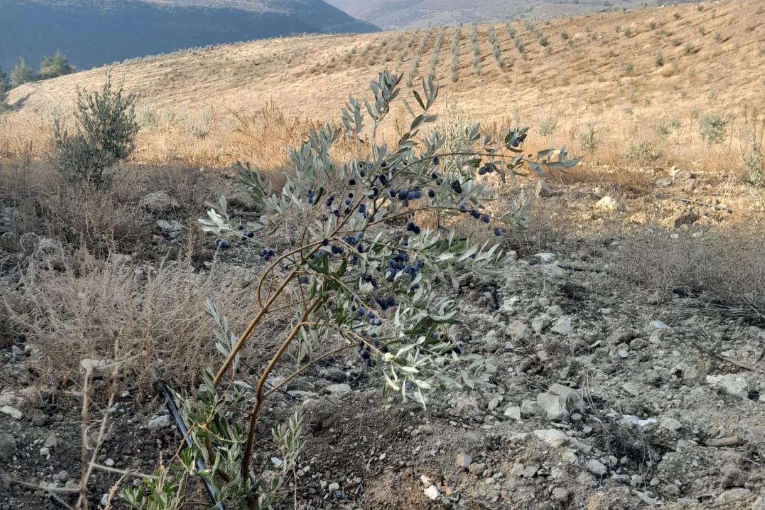 Manisa Kula 60 Decare Olive Smart Irrigation Systems