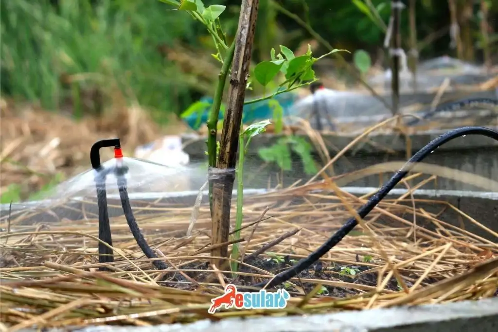 Unterkronen-Mikrosprinkler-Bewässerung