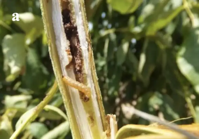 agac-sarikurdu-genc-larva