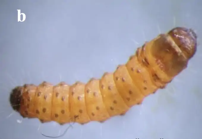 agac-sarikurdu-olgun-larva