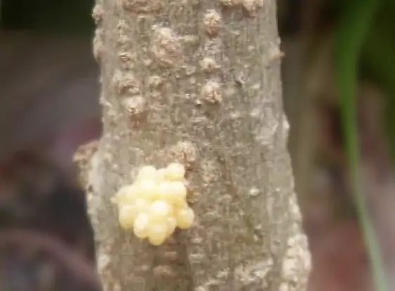 agac-sarikurdu-yumurta