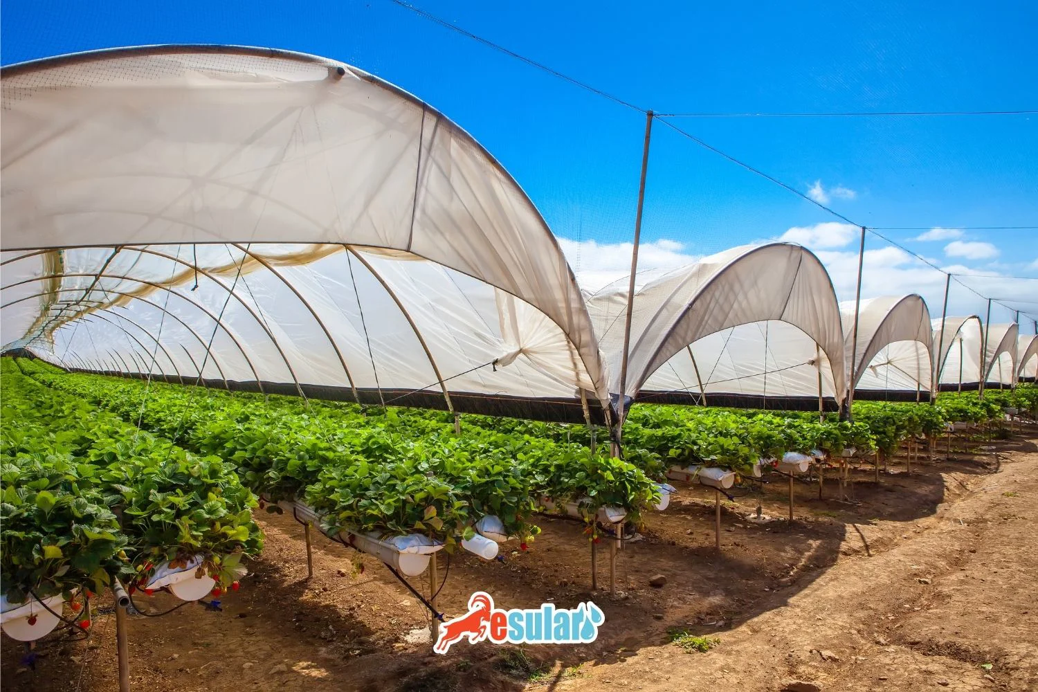 ¿Qué es el Cultivo Bajo Cubierta? ¿Cómo se realiza?