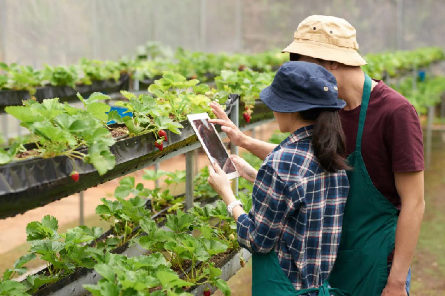 Automatización Inteligente en Agricultura Vertical y Sistemas Hidropónicos – Esular