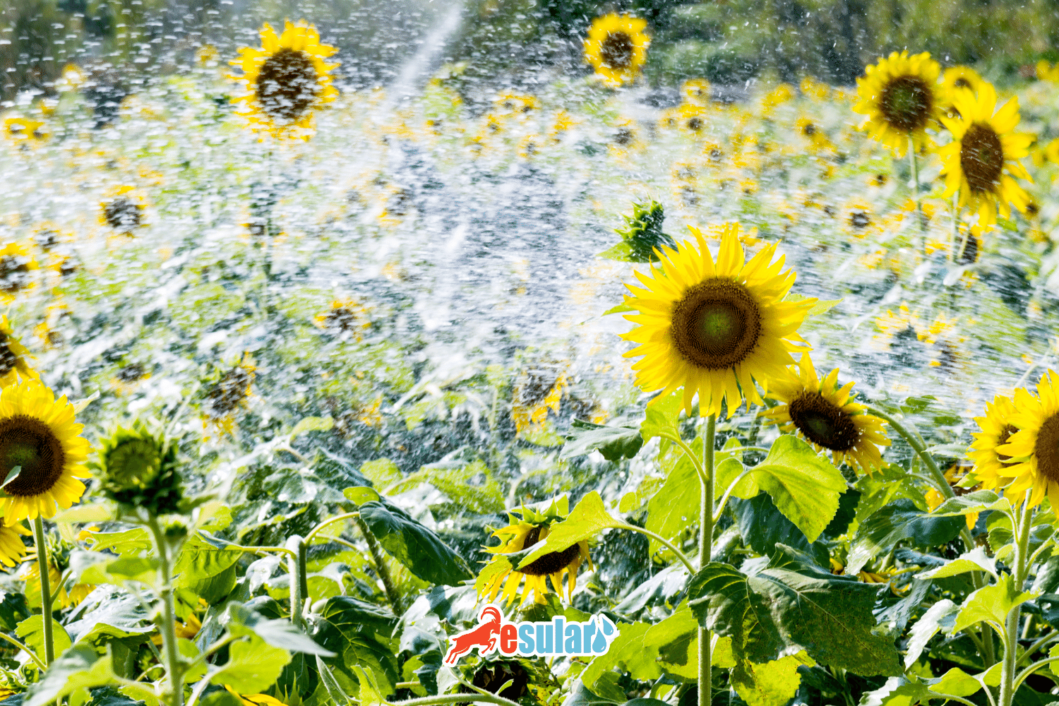 What Are the Agricultural Products Grown in the Marmara Region?