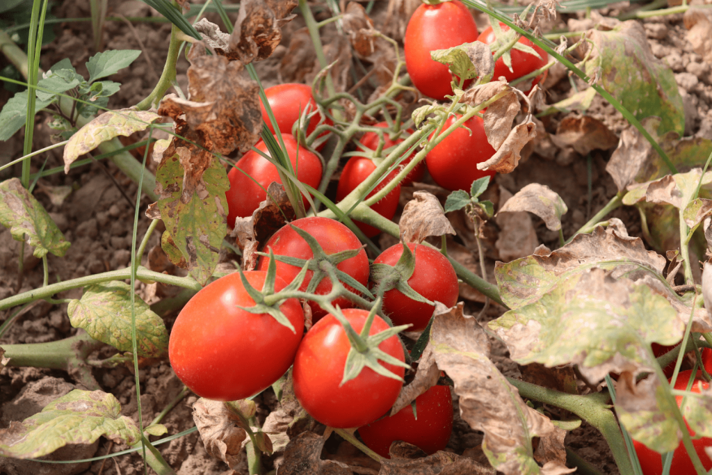 agripv-domates-esular