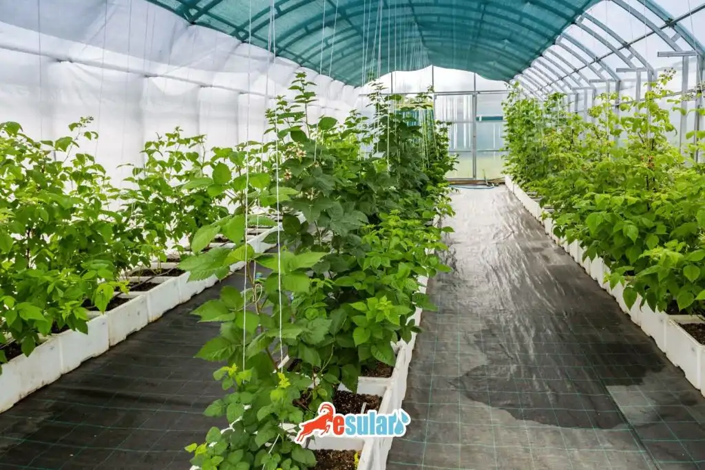 ahududu-nerede-yetisir