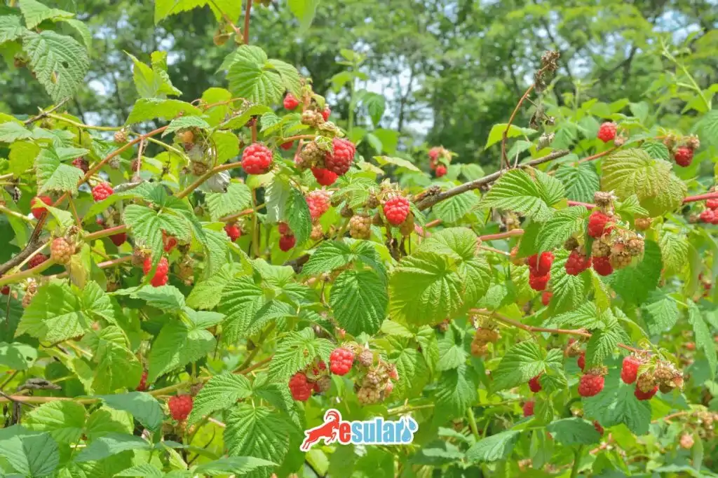 ahududu-yetistiriciligi-nasil-yapilir