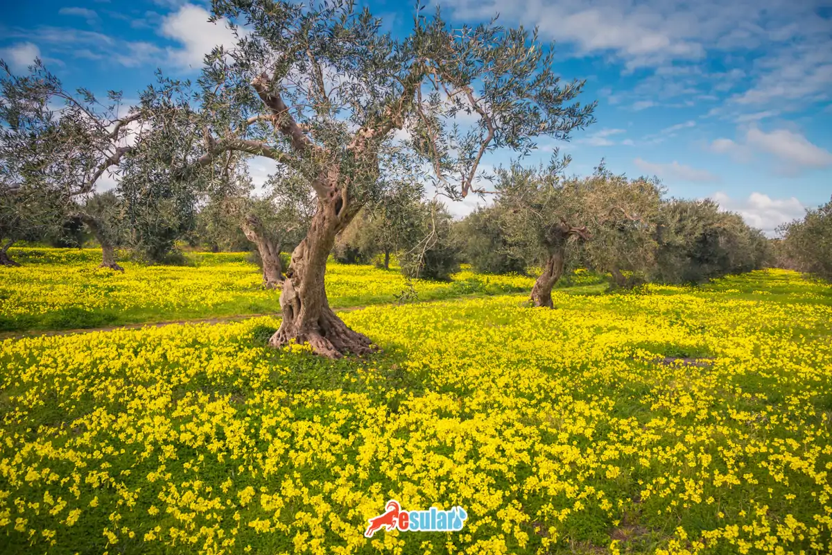 Akdeniz İklimi ve Tarım Faaliyetleri Üzerindeki Etkisi