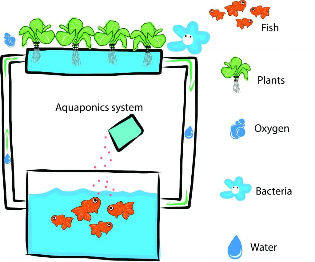 Aquaponic-systems