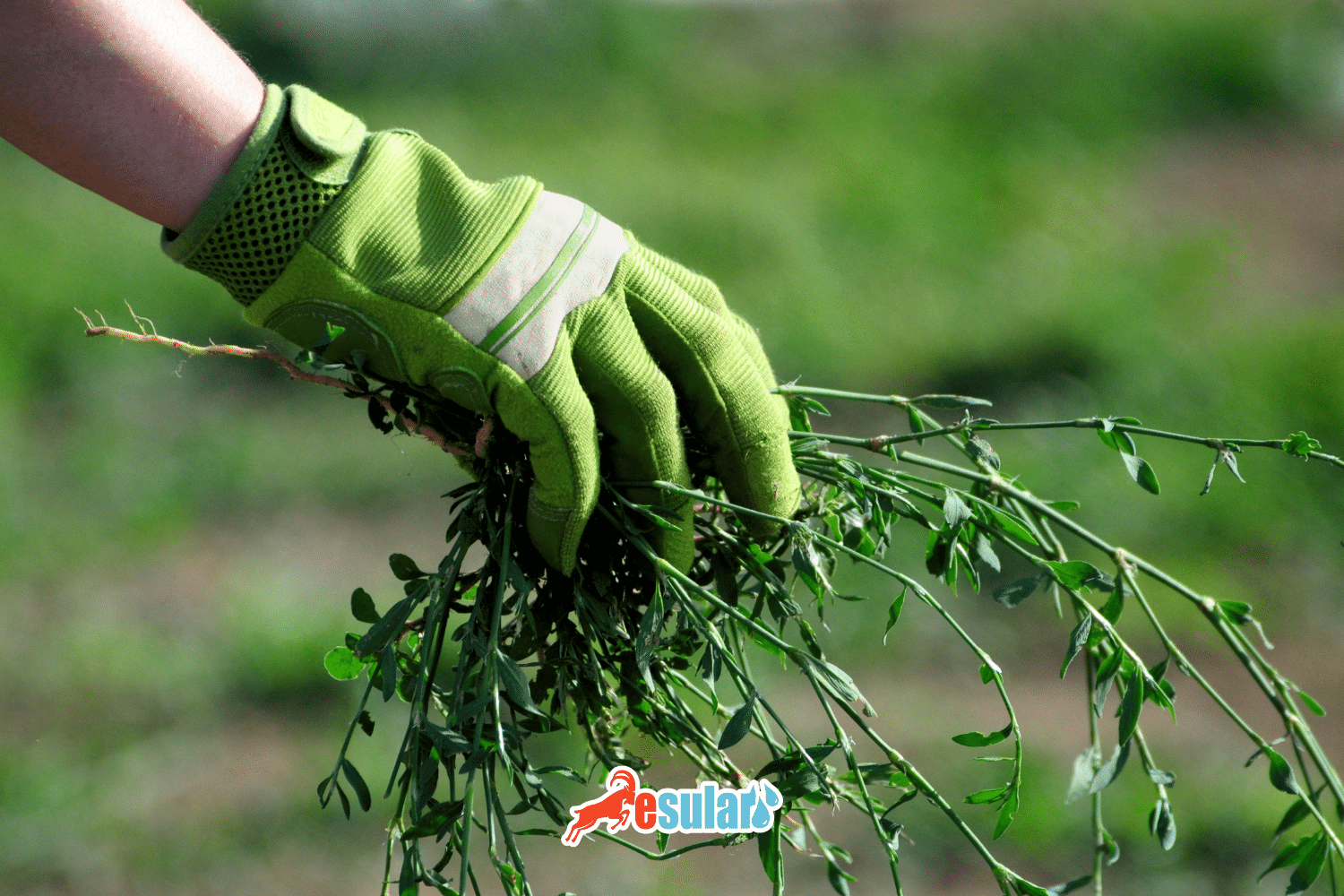 Alaq Otları ilə Mübarizə Necə Aparılır?