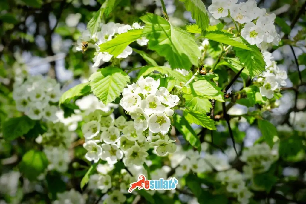 alic-yetistiriciligi-nasil-yapilir