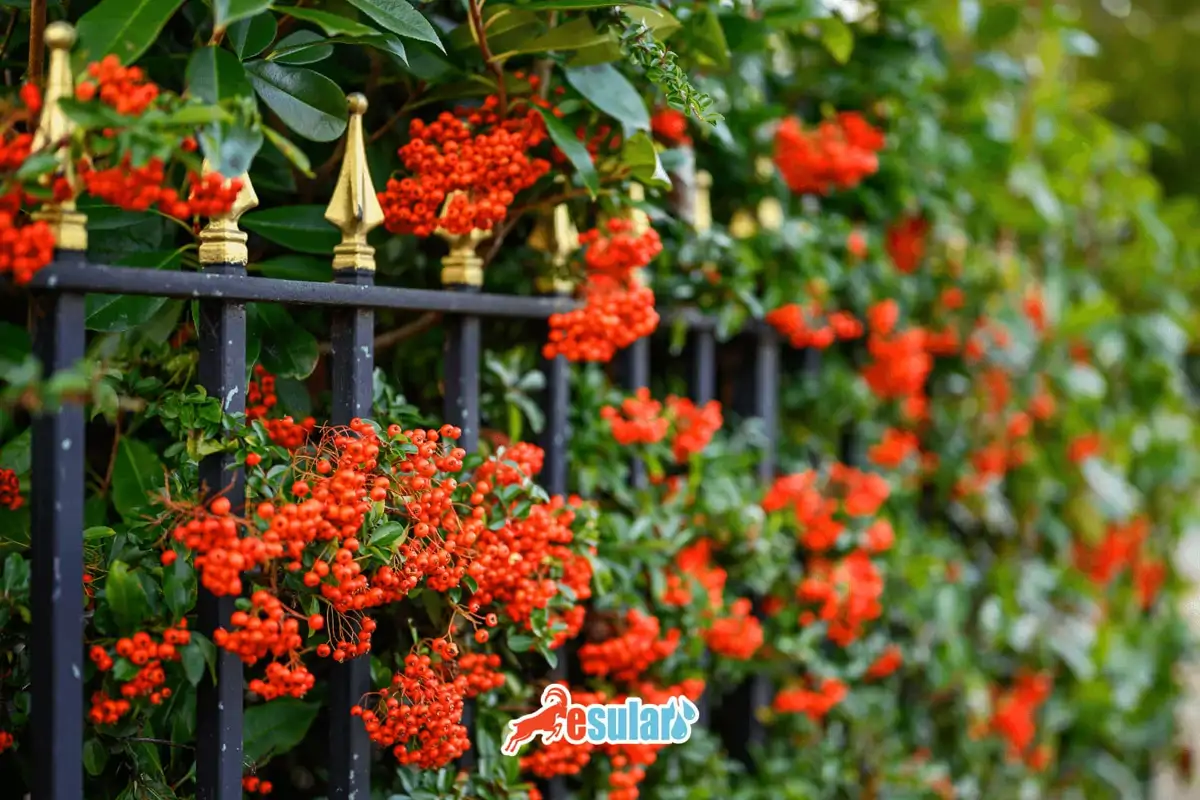 Alıç Yetiştiriciliği Nasıl Yapılır?