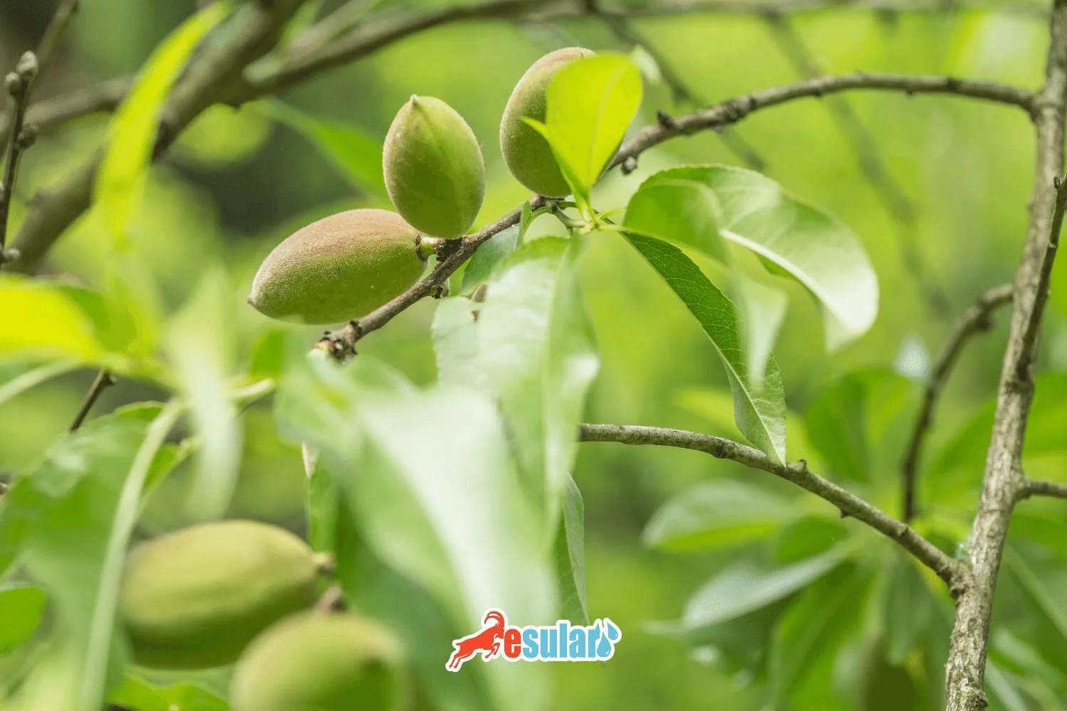 How is Almond Cultivation Done?