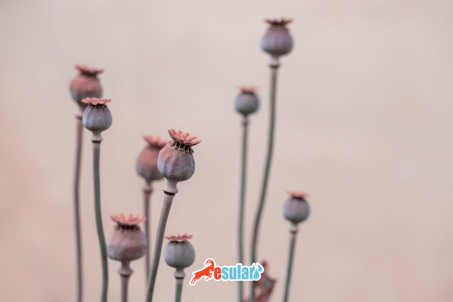 ¿Cómo se realiza el cultivo de amapola?