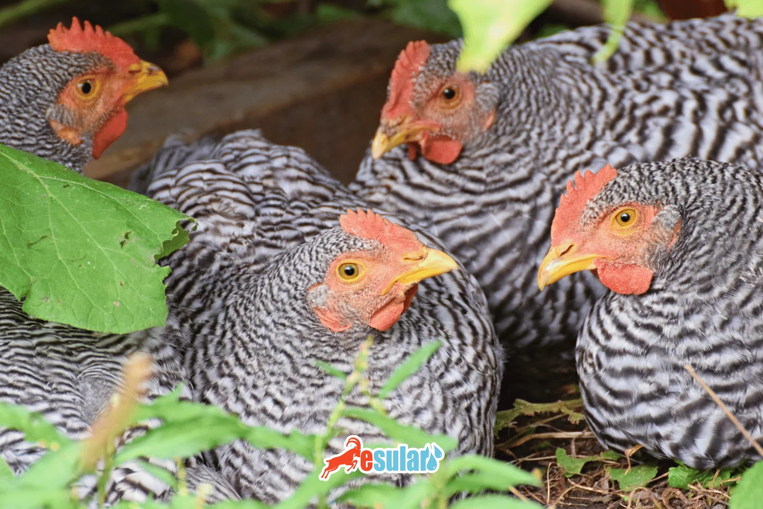 Amrock Speckled Chicken