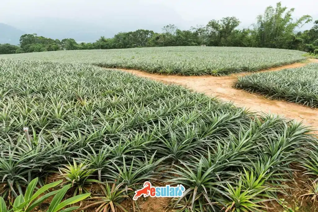 ananas-nerede-yetisir