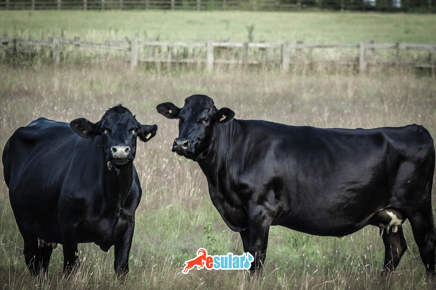 What is Angus Cattle? What are its Characteristics?