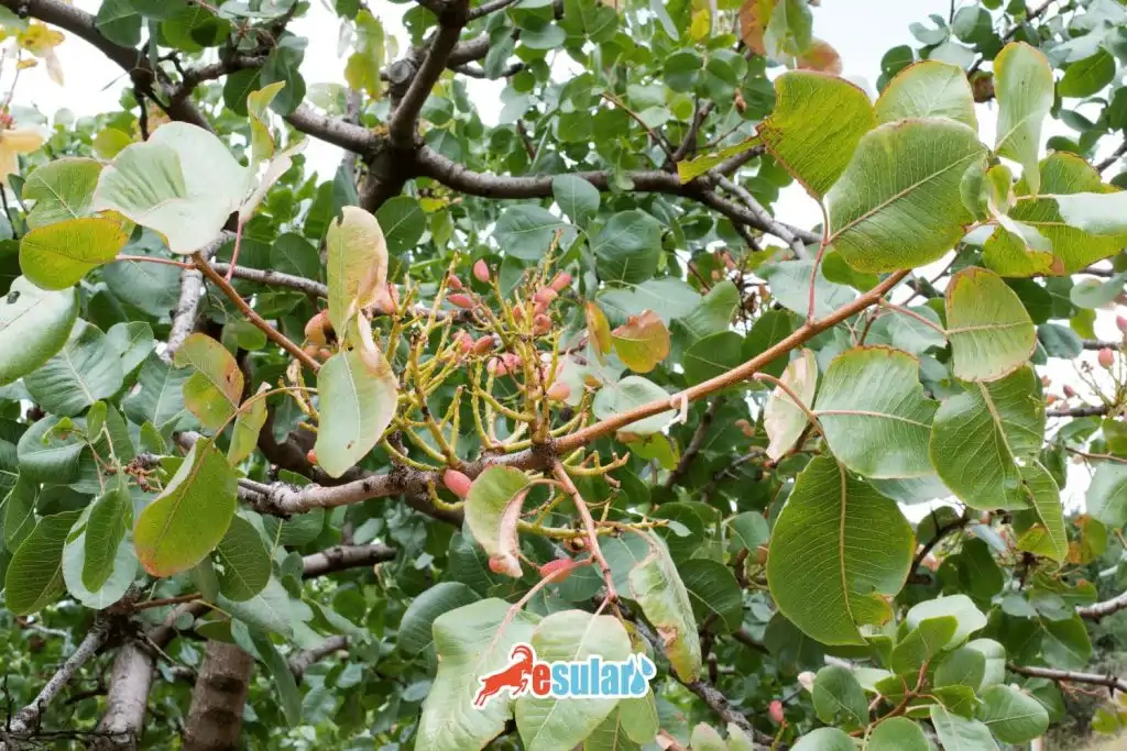 antep-fistigi-yetisitirilmesi