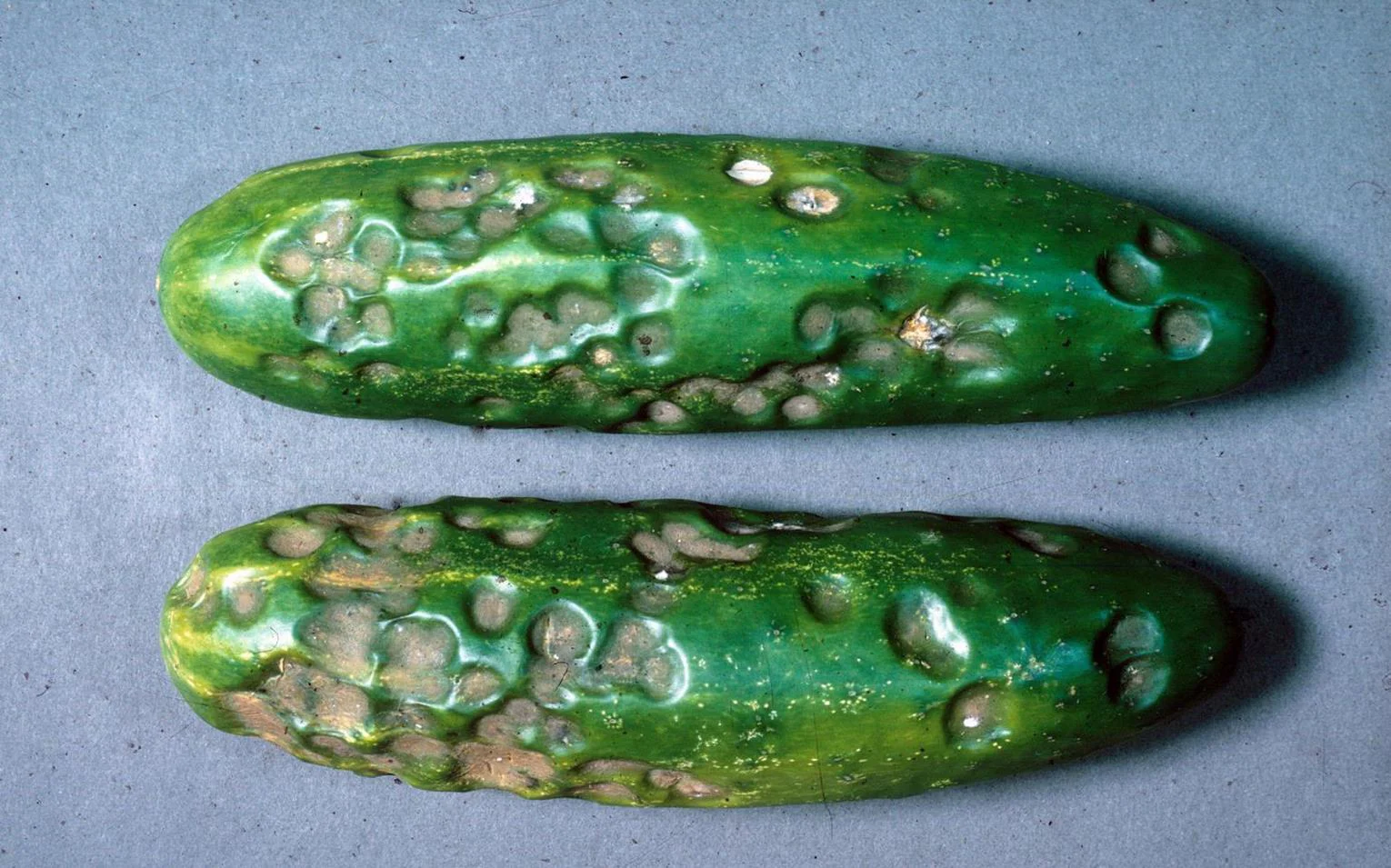 Fungal Diseases in Cucumbers