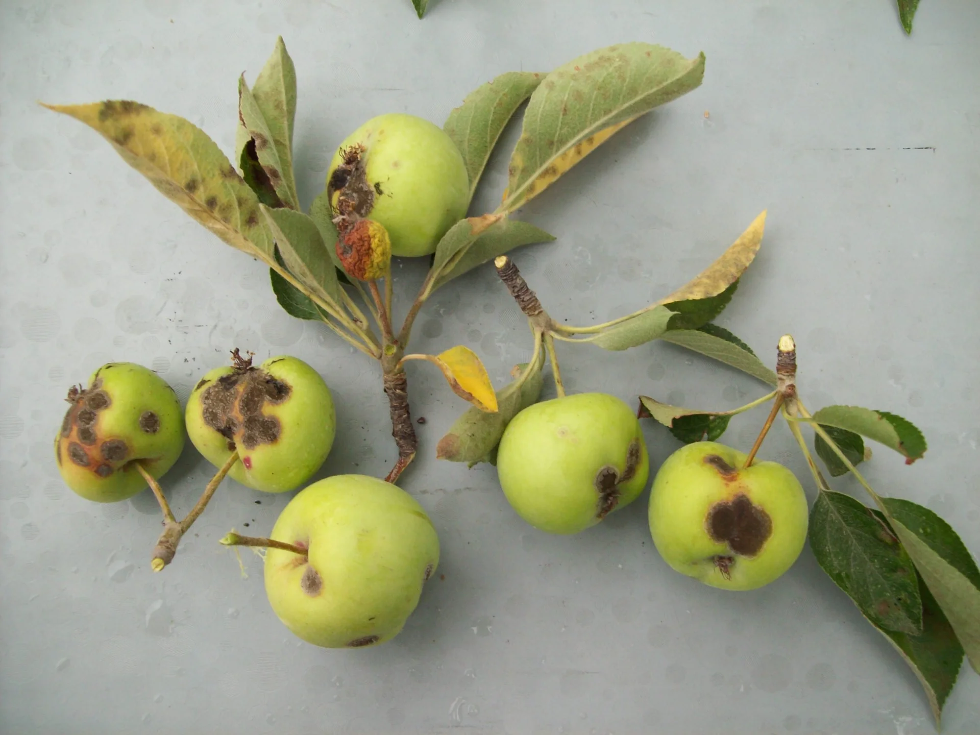 Fungal Diseases in Apples