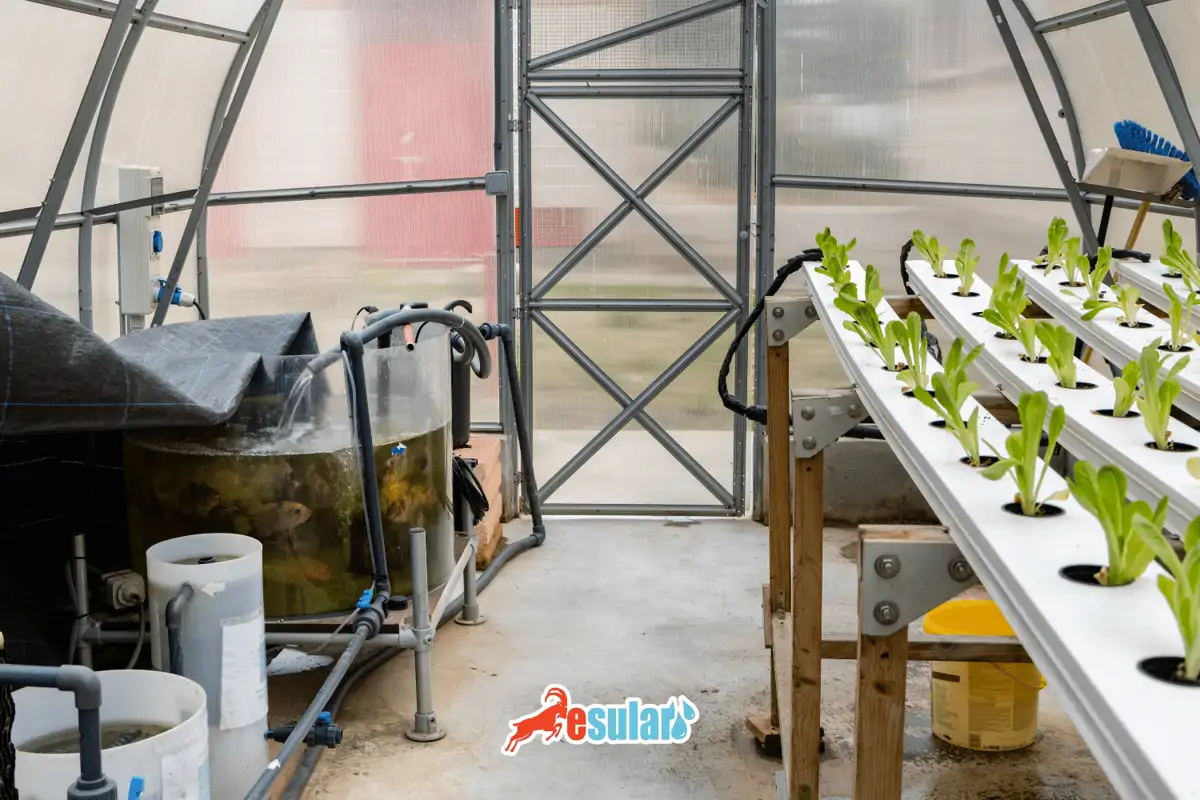 Aquaponik Tarım Nedir?