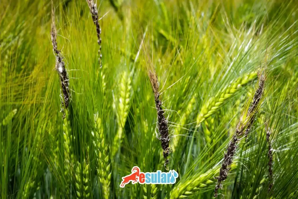 ar-arpa-bitkisi-zararlari-web