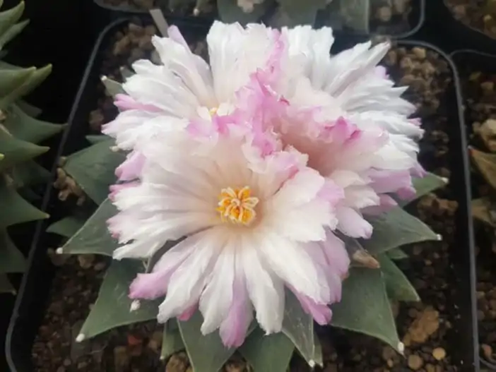Ariocarpus-retusus-var.-furfuraceus-Seven-Stars