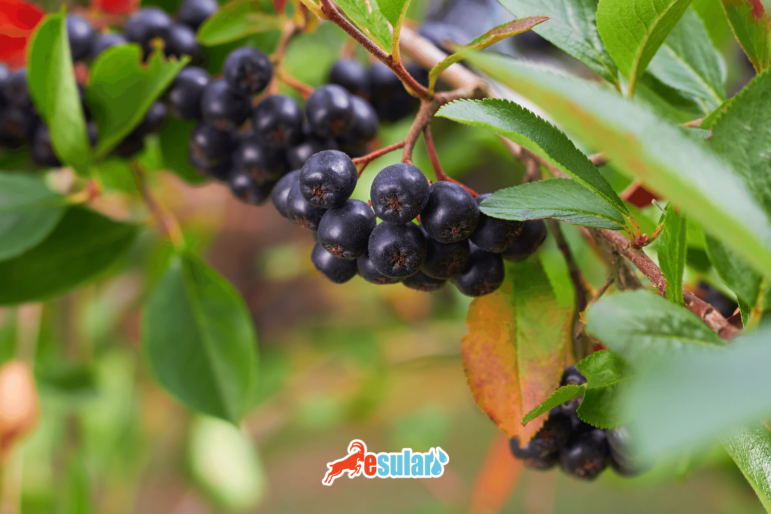 How to Grow Aronia?