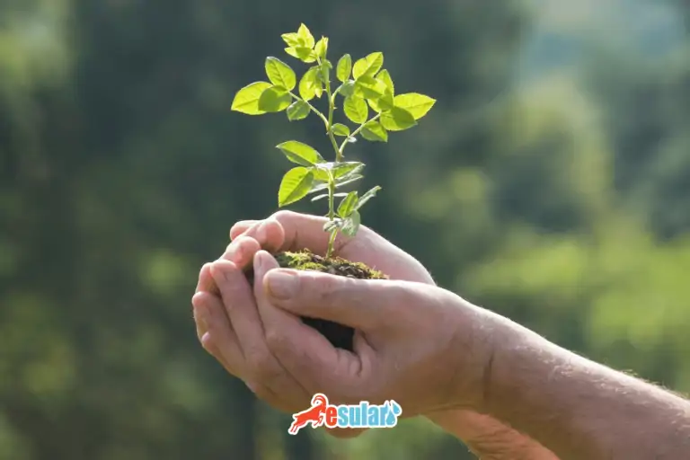 aronya-yetistiriciligi-nasıl -yapılır