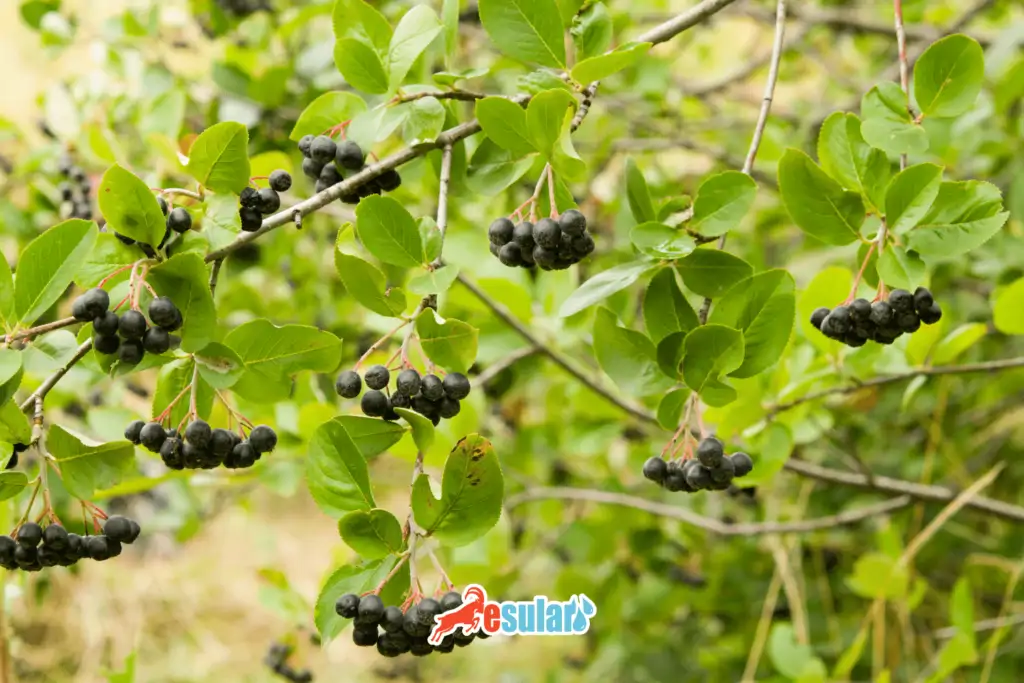 aronya-yetistiriciligi-nasıl -yapılır