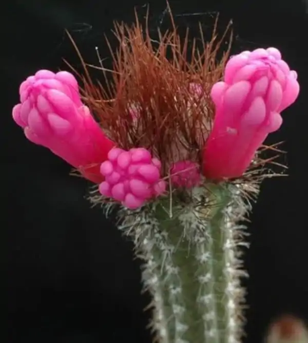 Arrojadoa_rhodantha