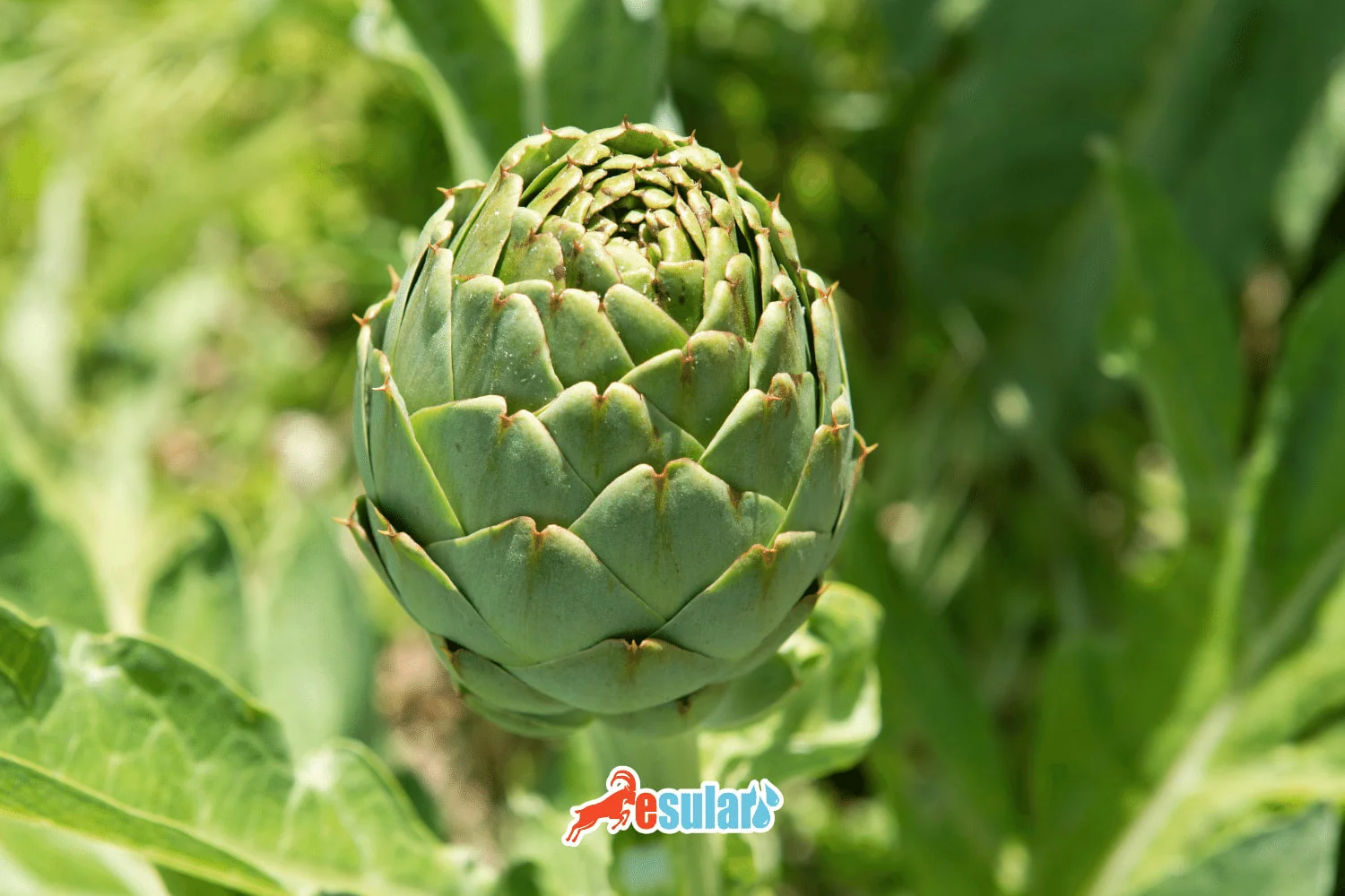 How to Grow Artichokes?