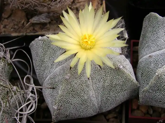 Astrophytum-myriostigma-var.-quadricostatum-Bishops-Cap-Cactus