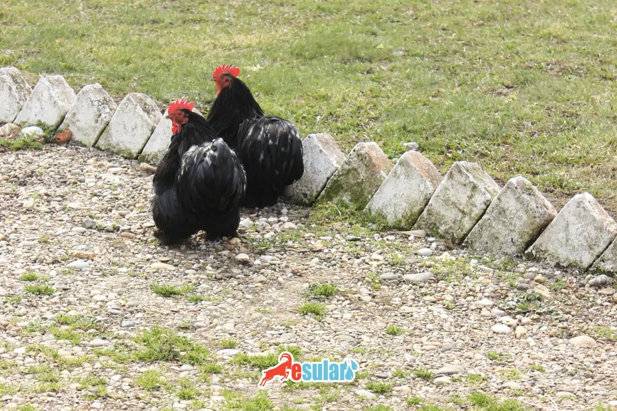 Australorp Tavuk Nedir? Özellikleri Nelerdir?