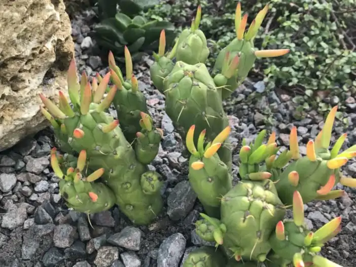 Austrocylindropuntia-subulata-Gumby