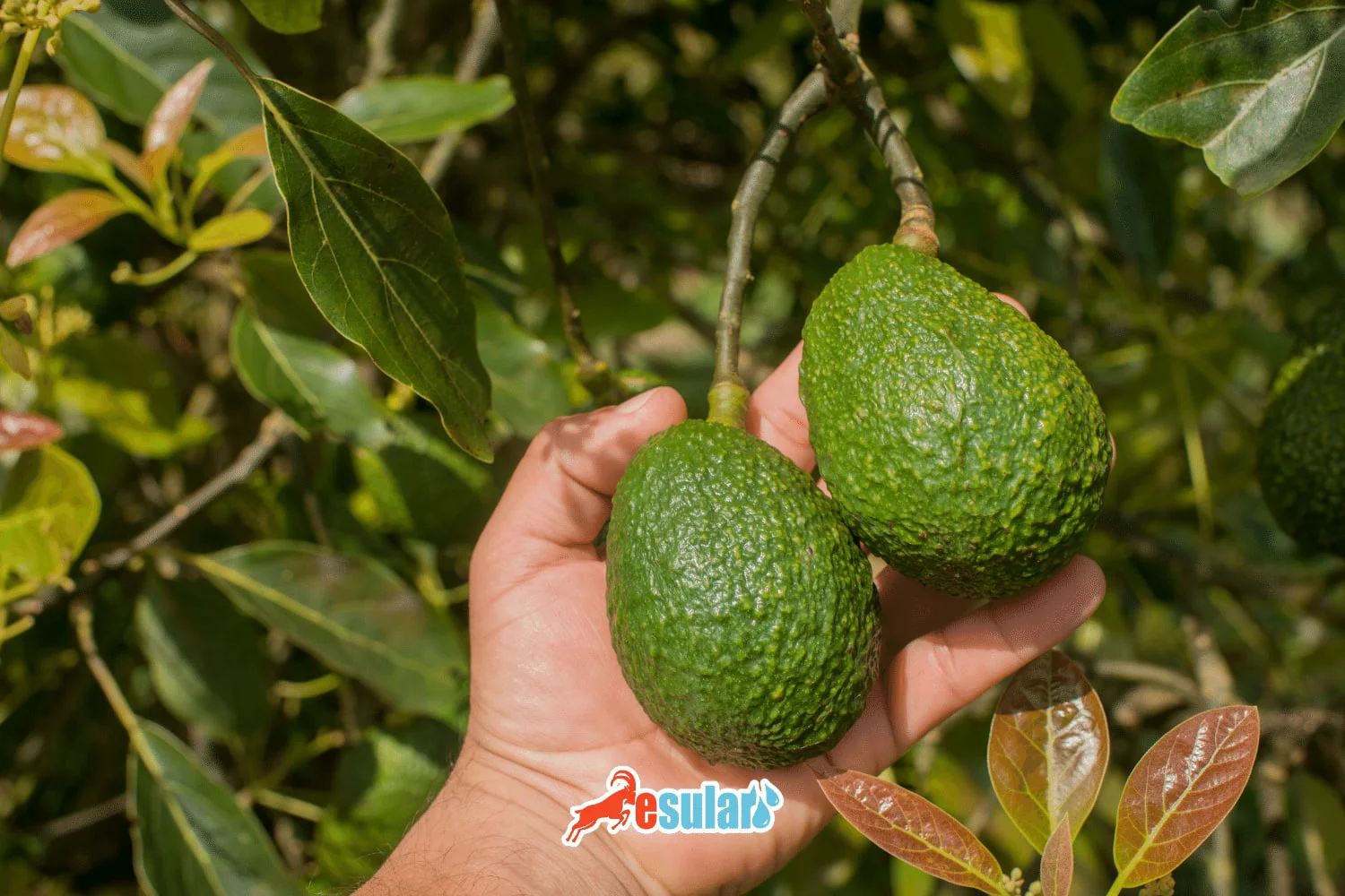 How to Cultivate Avocado?