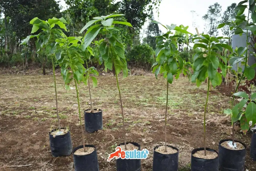 avokado-fidan-dikimi