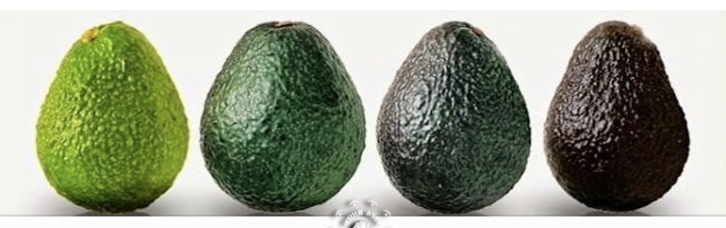 managing-avocado-with-less-water