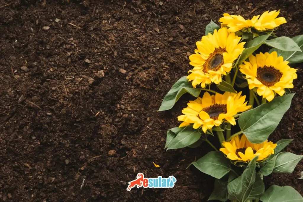 aycicegi-toprak-istegi-nedir