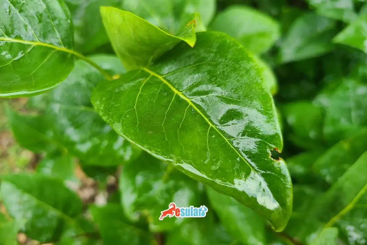Bitki Hastalıkları ve Zararlıları İçin Tahmin ve Uyarı Sistemleri: İklimsel Hastalık Tahmini ve Modern Çözümler
