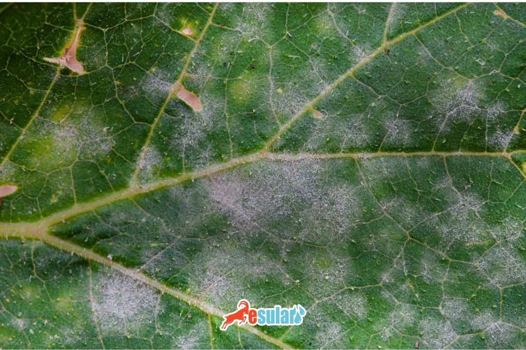 什么是植物白粉病？如何防治？