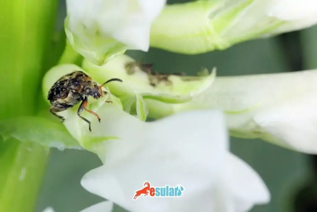 baklagil-tohum-bocegi