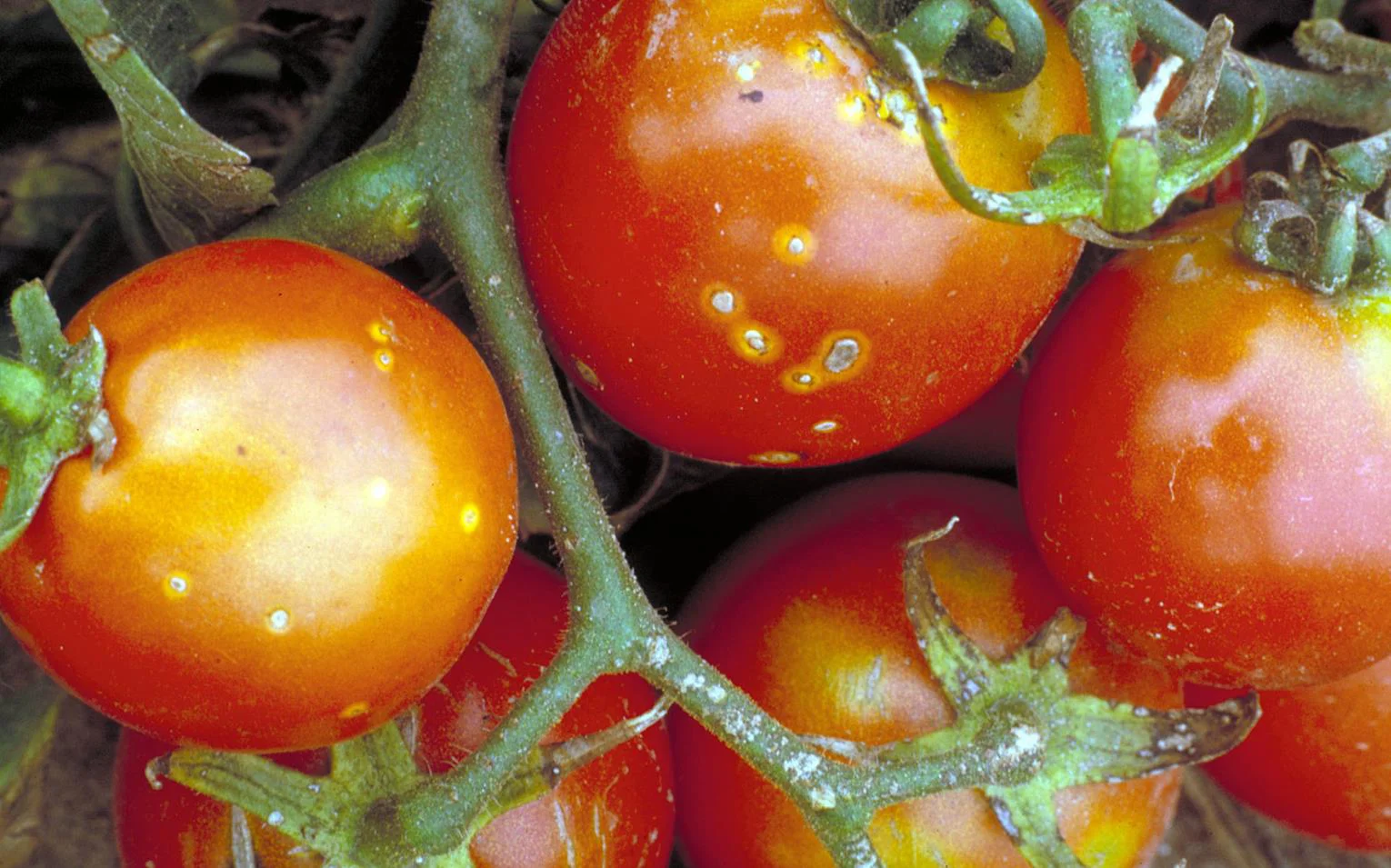 Bakterieller Bakterienkrebs bei Tomaten (Clavibacter michiganensis)